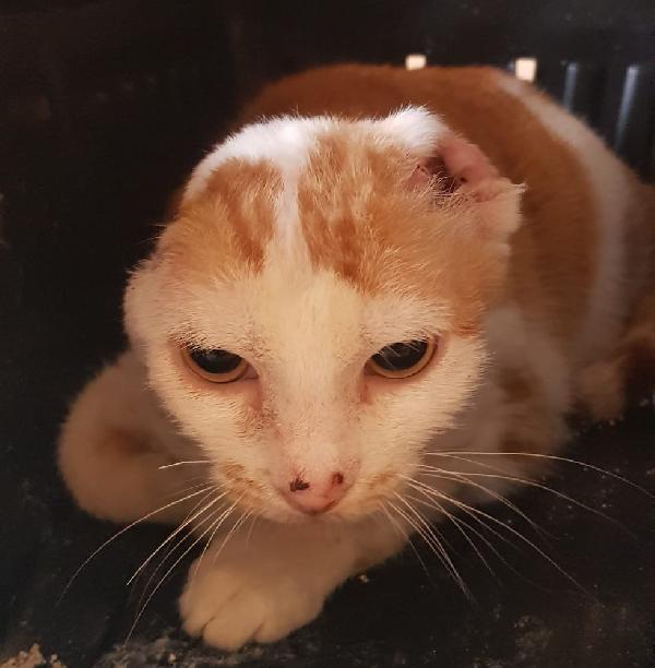 Angelina, adozione del cuore! Foto 3